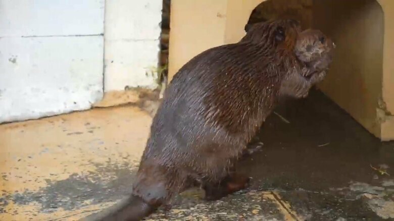 画像提供：甲府市遊亀公園附属動物園
