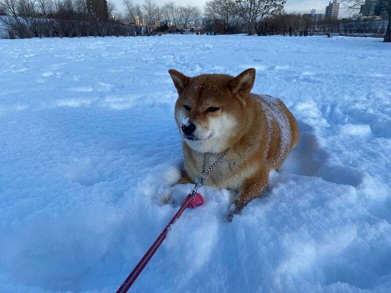 休憩中のぽちちゃん