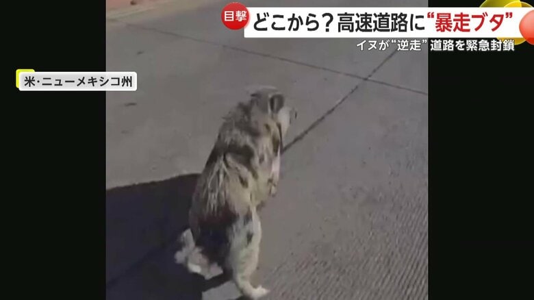 高速道路で暴走するブタ（11日、アメリカ・ニューメキシコ州）