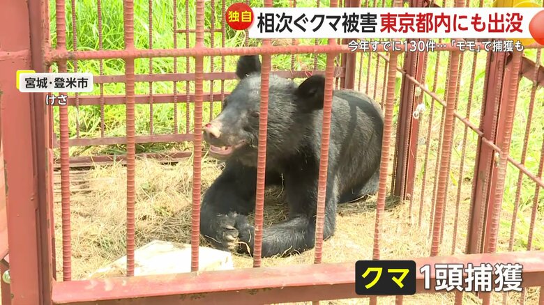 宮城・登米市で20日朝に捕獲されたクマ