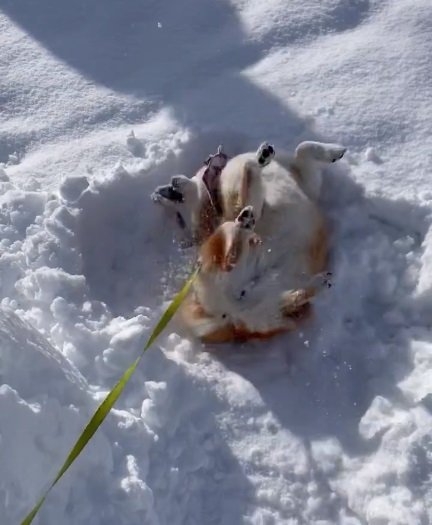 別の日のハルちゃん。雪の中をゴロゴロ