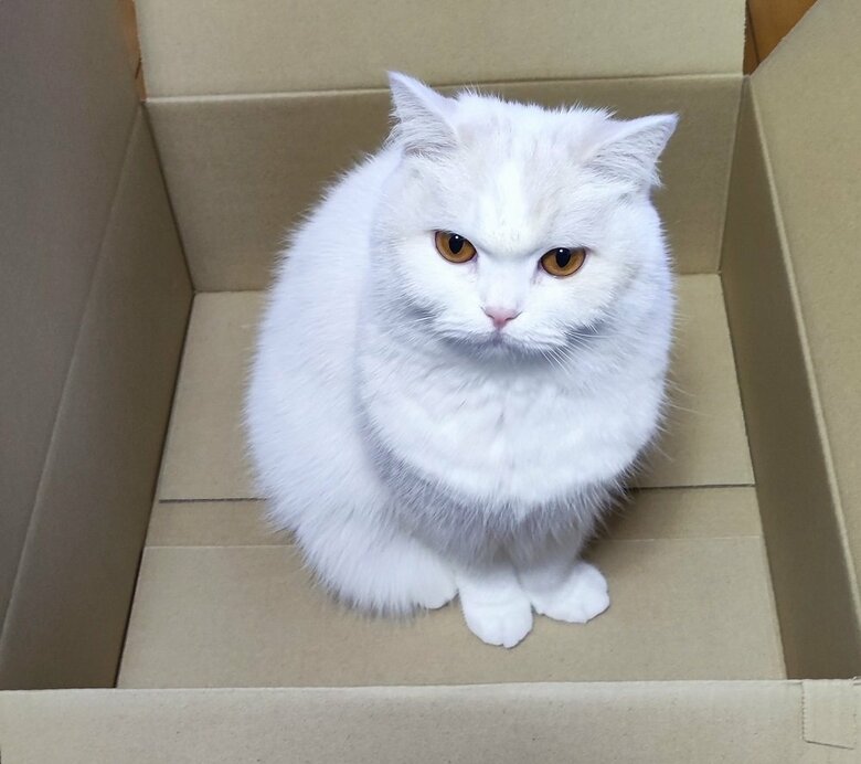 大きいサイズにも入る