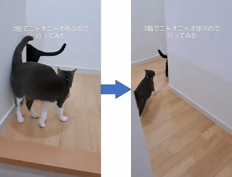 スタスタと先を行く2匹