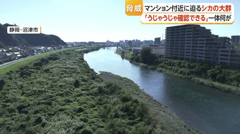 静岡・沼津市の河川敷