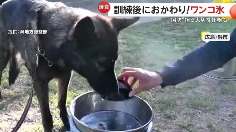 ひたすら氷のおかわりを続ける犬（広島・呉市）
