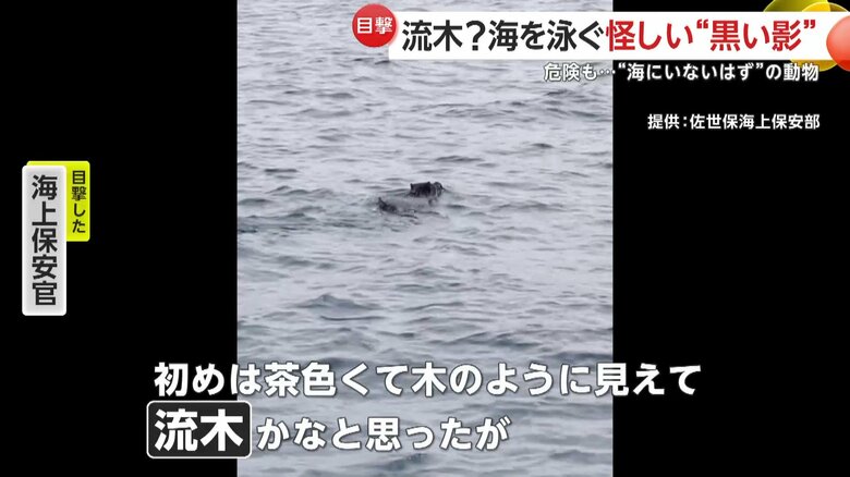 海面をぷかぷかと漂う黒い影（10月30日午後12時半頃、長崎・西海市の崎戸島沖）