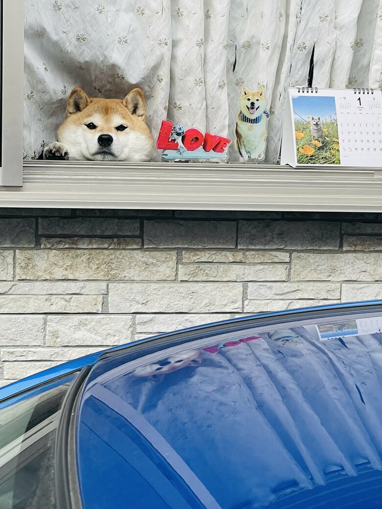 画像提供：柴犬ハナさん