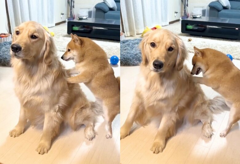 提供：うにandおからさん