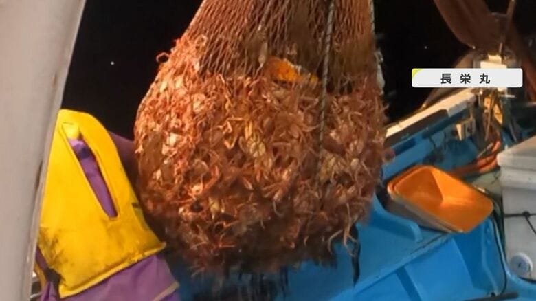 網にかかった大漁のズワイガニ