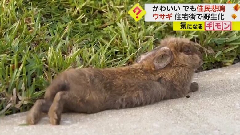 寝転がる野生のウサギ