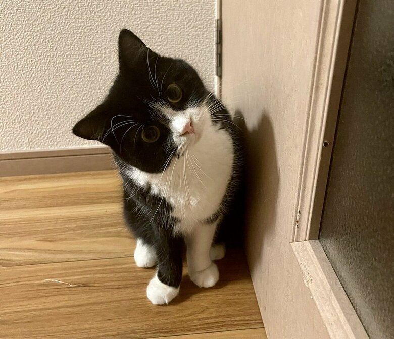 首をかしげてコテン