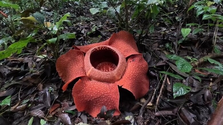 開花1日目のラフレシア（提供：柳澤静磨さん）