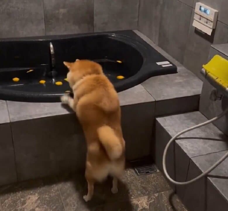 前足をカリカリしても入れない