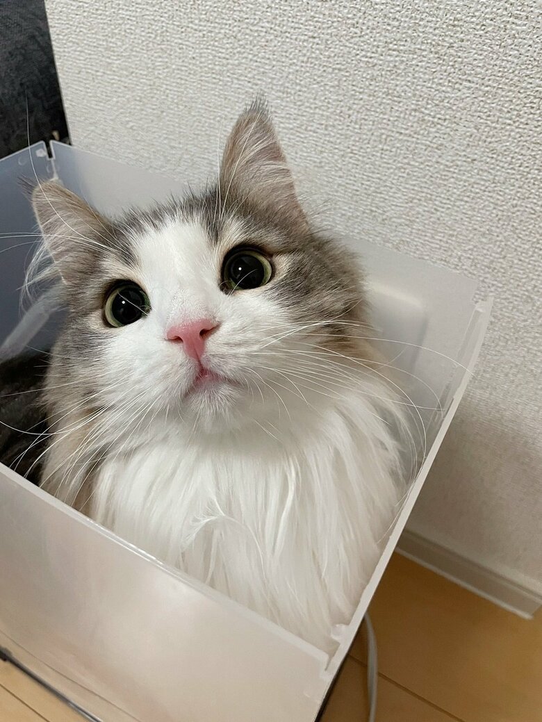 ケースに収まるララちゃん