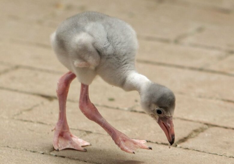 バックヤードで飼育しているという人工育雛のヒナ（提供：富士花鳥園）