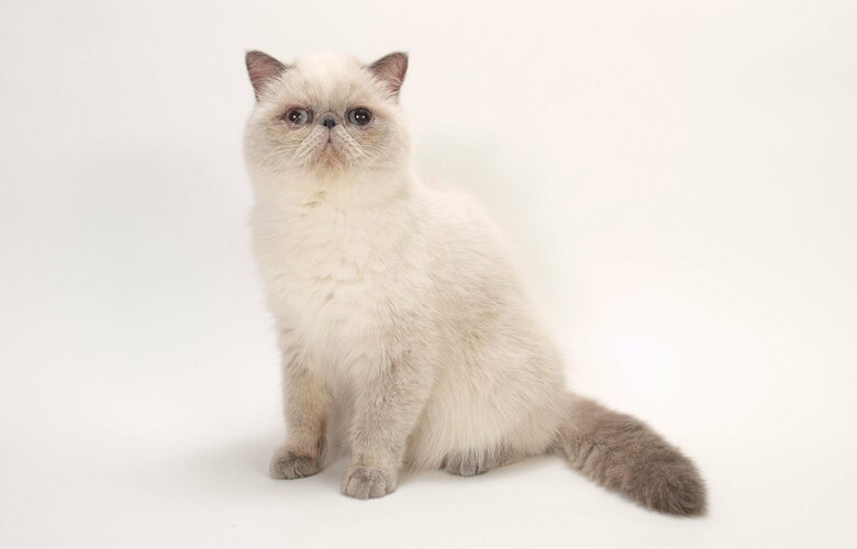 ヒマラヤンは長毛のポイント柄（画像はイメージ）