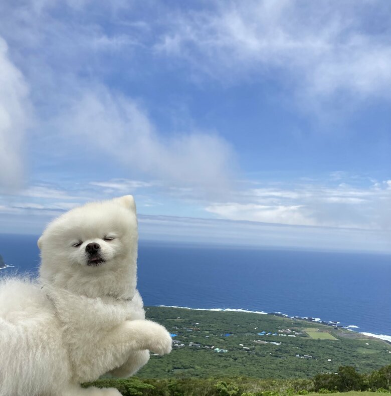 風に吹かれてアルパカ風に？