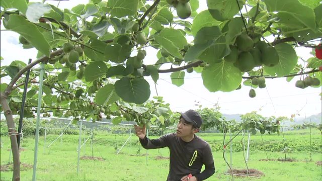 特産品「キウイ」が大熊町に人を呼び込むきっかけに
