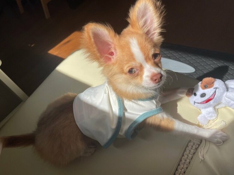 提供：ふくのすけさん