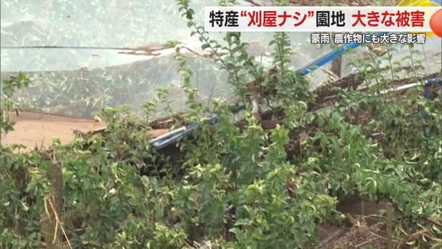 大きな被害を受けたナシ畑