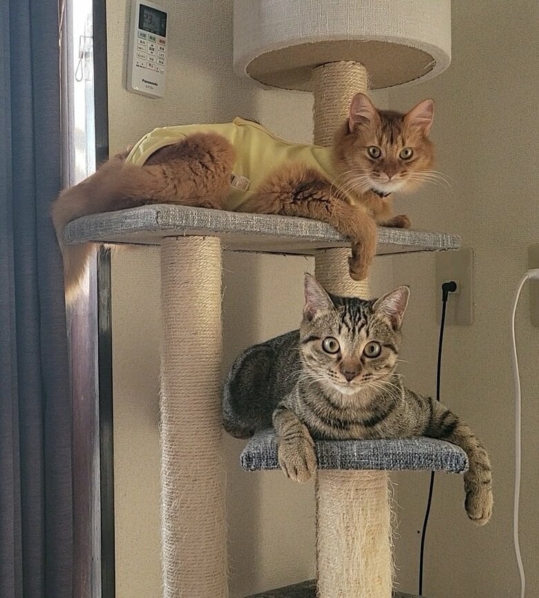 上段にいるのが「しぴ」ちゃん、下段が「おこめ」くん