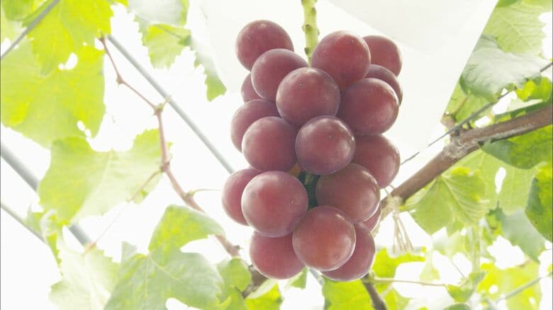 宝石に一番近い果実とは