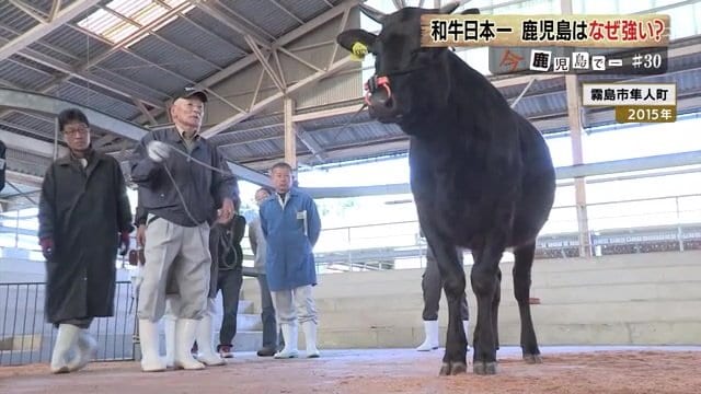 ロープ1本で牛を立たせる優れた技術