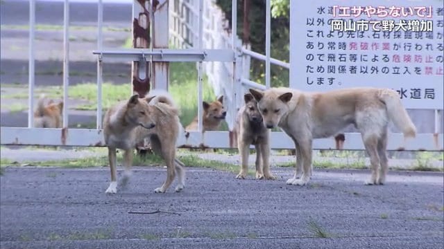 取材したカメラが捉えた野犬