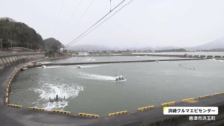 佐賀・唐津市にある「浜崎クルマエビセンター」　広大な養殖池でクルマエビを育て、毎年約15万ｔを出荷