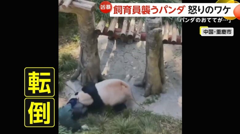 仰向けに転倒する飼育員