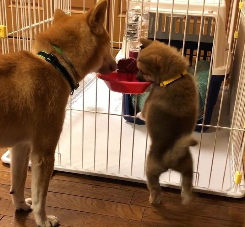 わさびくんの行動をまねして、水を飲んでいた