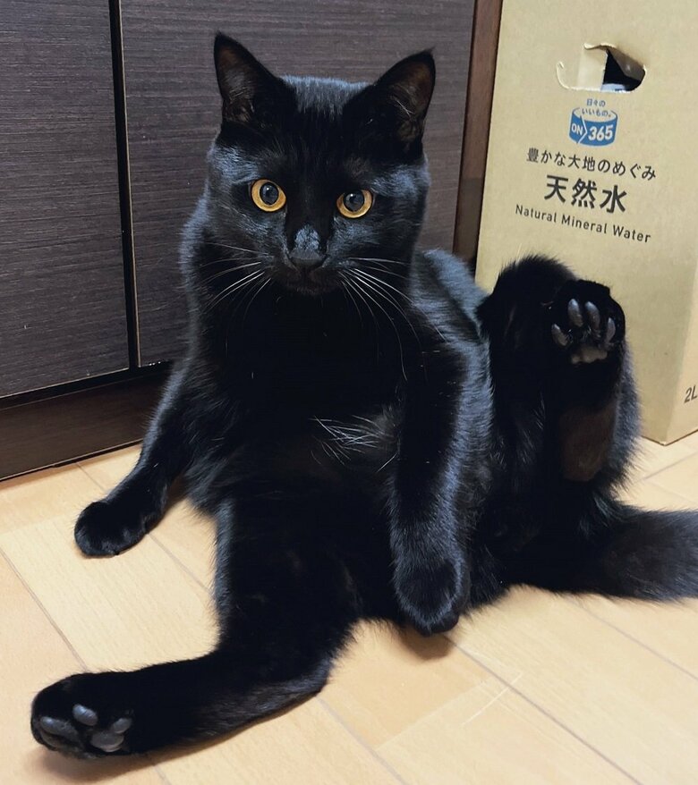 ハンモックの上でも似たような体勢をしていたという