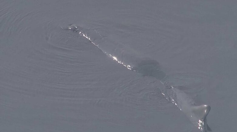 大阪湾に迷い込んだマッコウクジラ