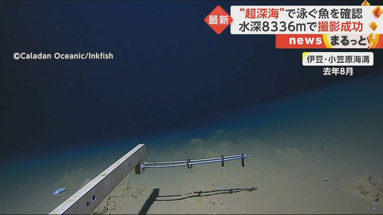 ギネス世界記録に認定された水深8336mの映像より