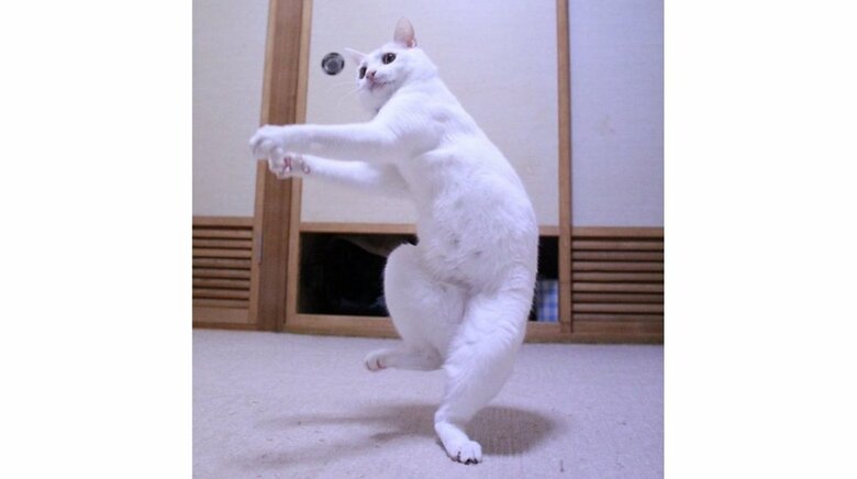 リリーちゃんは変な格好が得意