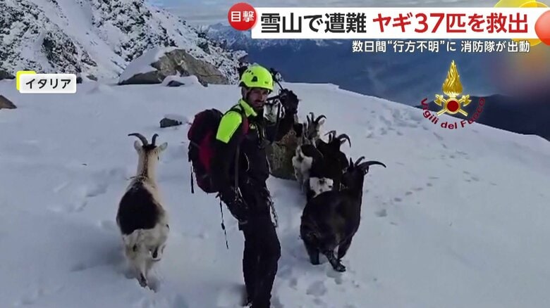 ヤギ達との雪道の行進を楽しんでいる様子の消防隊員