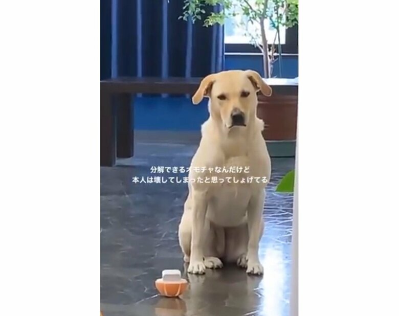 （提供：ラブラドール ルナさん）