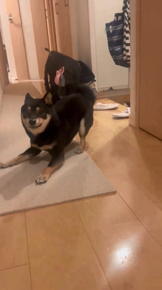 提供：豆柴ごま娘さん