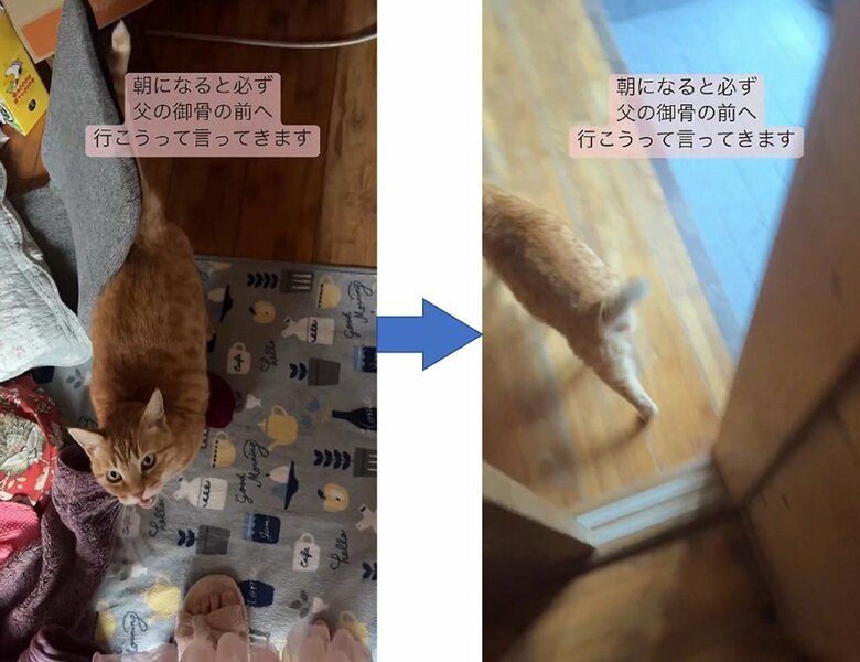 「にゃーん」と鳴きながら誘ってくるちびくん