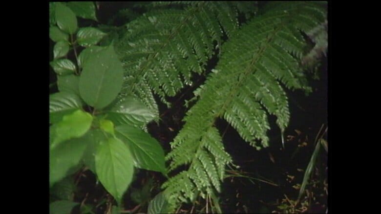観音崎公園内に生息するシダ類