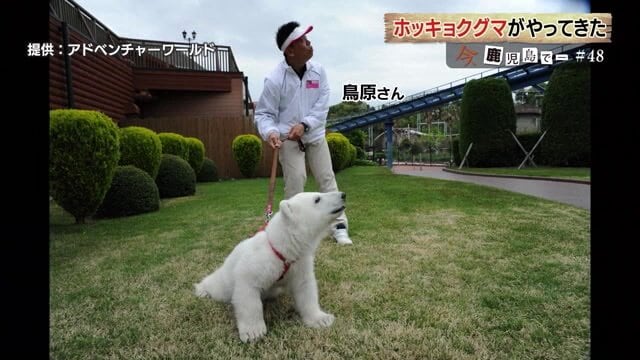 まだ幼い時のホッキョクグマ「ライト」