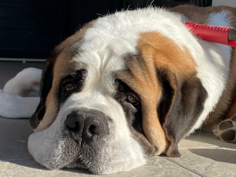 モデルの「ダンテ」くん