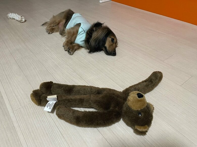 提供：るのんさん