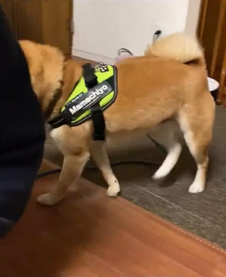 旦那さんに自分がもっと見える位置へ移動する豆千代くん