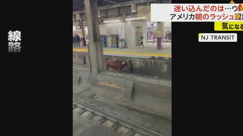 駅ホームの線路を軽快に走り抜けるウシ②