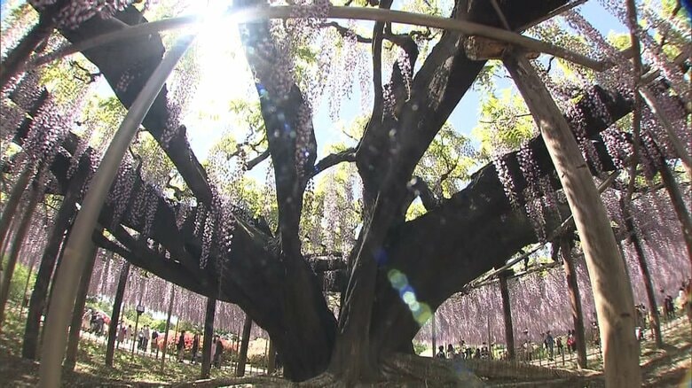 あしかがフラワーパークの大藤