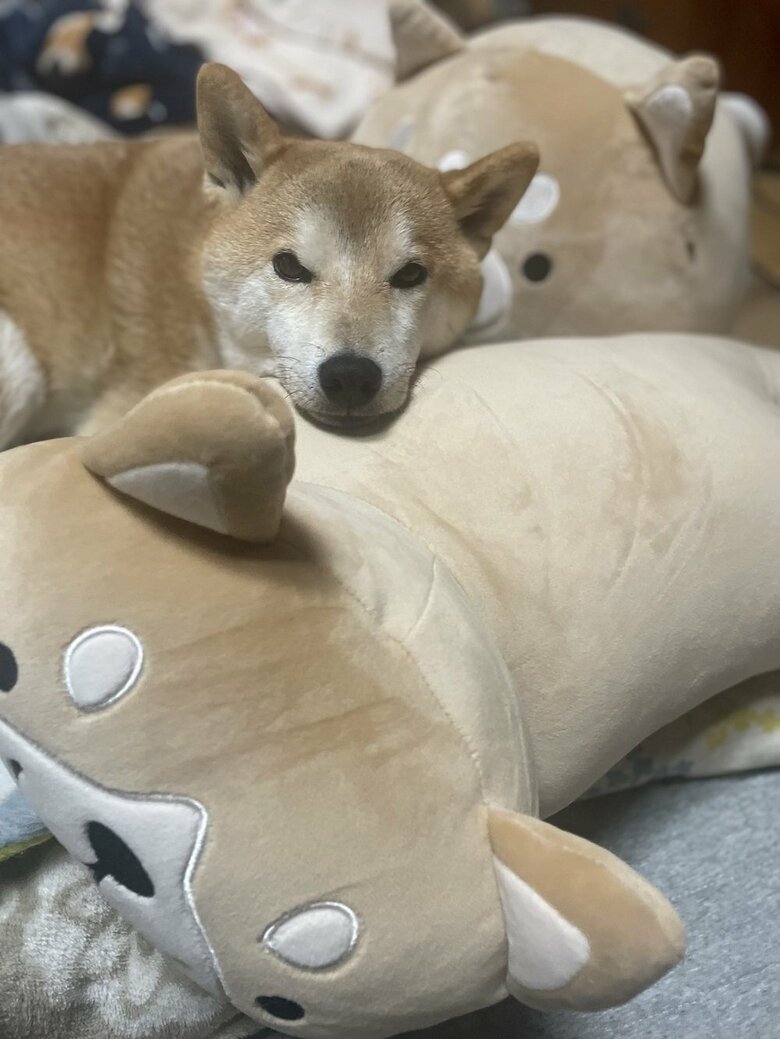柴犬クッション