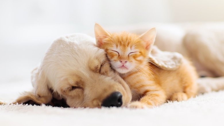 ペットを“新型コロナ”からどう守る? 環境省が注意点を公開...飼い主がいまできること