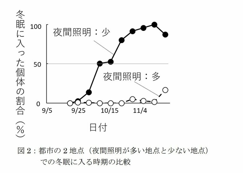 夜間照明が多い地点と少ない地点での冬眠に入る時期の比較（画像提供：摂南大学理工学部生命科学科　向井歩特任助教）