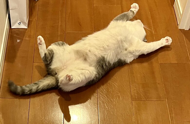 提供：いずもん/まろ様さん